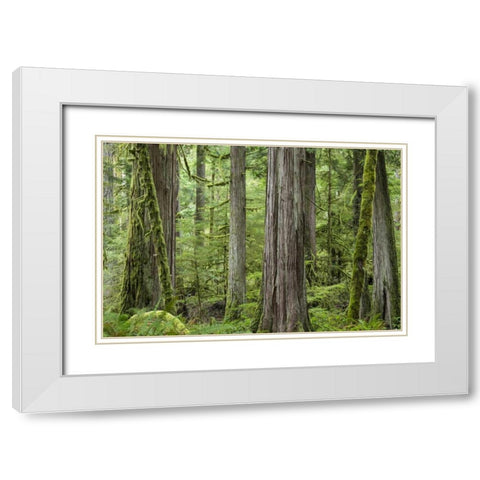 Washington, Olympic NP Barnes Creek Trail forest White Modern Wood Framed Art Print with Double Matting by Paulson, Don