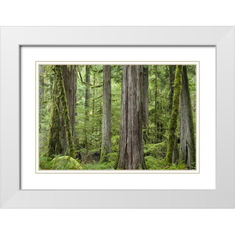 Washington, Olympic NP Barnes Creek Trail forest White Modern Wood Framed Art Print with Double Matting by Paulson, Don