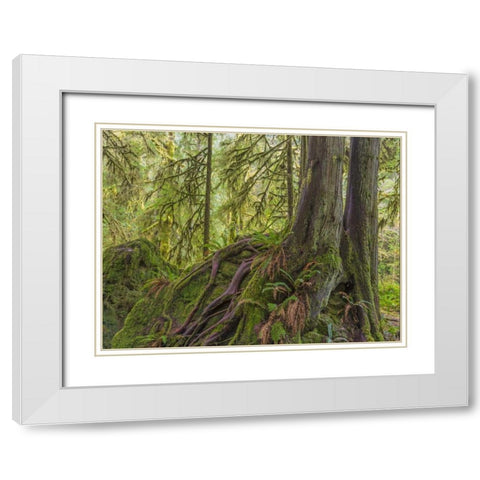 WA, Olympic NP Western red cedar on boulder White Modern Wood Framed Art Print with Double Matting by Paulson, Don