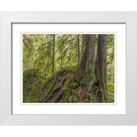 WA, Olympic NP Western red cedar on boulder White Modern Wood Framed Art Print with Double Matting by Paulson, Don