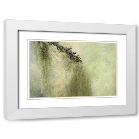 WA, Seabeck Methuselahs beard lichen on tree White Modern Wood Framed Art Print with Double Matting by Paulson, Don