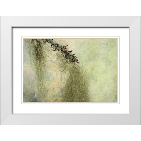 WA, Seabeck Methuselahs beard lichen on tree White Modern Wood Framed Art Print with Double Matting by Paulson, Don