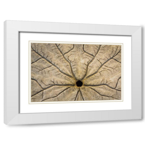 WA, Neah Bay Design on a sand dollar shell White Modern Wood Framed Art Print with Double Matting by Paulson, Don