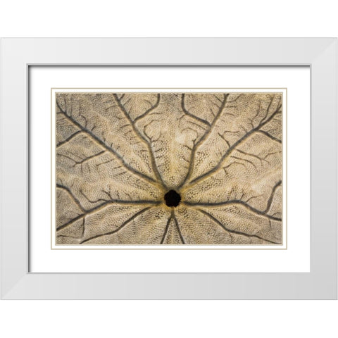 WA, Neah Bay Design on a sand dollar shell White Modern Wood Framed Art Print with Double Matting by Paulson, Don