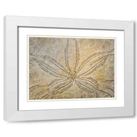 WA, Neah Bay Design on top of sand dollar shell White Modern Wood Framed Art Print with Double Matting by Paulson, Don
