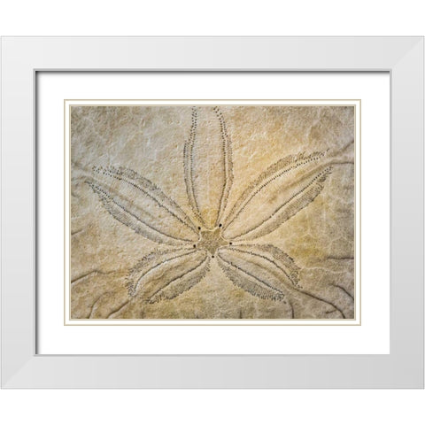 WA, Neah Bay Design on top of sand dollar shell White Modern Wood Framed Art Print with Double Matting by Paulson, Don