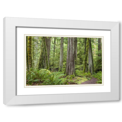 Washington, Olympic NP Barnes Creek Trail forest White Modern Wood Framed Art Print with Double Matting by Paulson, Don