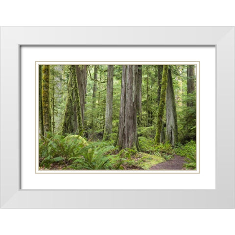 Washington, Olympic NP Barnes Creek Trail forest White Modern Wood Framed Art Print with Double Matting by Paulson, Don
