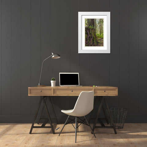 WA, Olympic NP Western red cedar on boulder White Modern Wood Framed Art Print with Double Matting by Paulson, Don