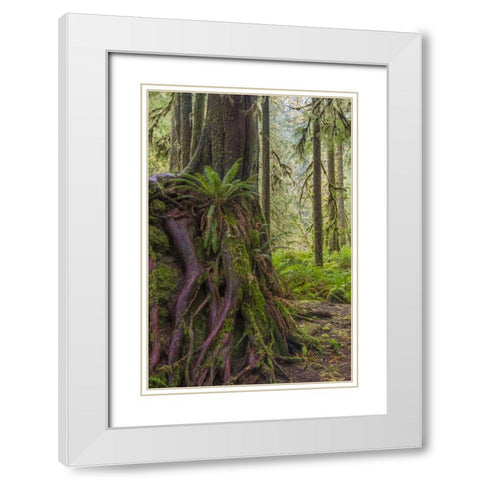 WA, Olympic NP Western red cedar on boulder White Modern Wood Framed Art Print with Double Matting by Paulson, Don