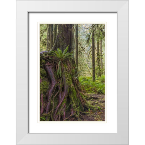 WA, Olympic NP Western red cedar on boulder White Modern Wood Framed Art Print with Double Matting by Paulson, Don