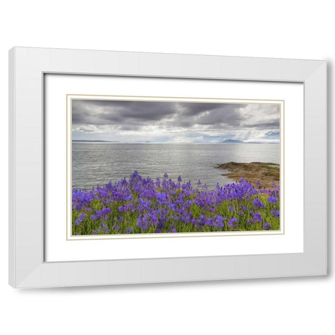 Washington Camas blooms on Sucia Island White Modern Wood Framed Art Print with Double Matting by Paulson, Don
