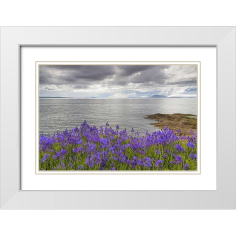 Washington Camas blooms on Sucia Island White Modern Wood Framed Art Print with Double Matting by Paulson, Don