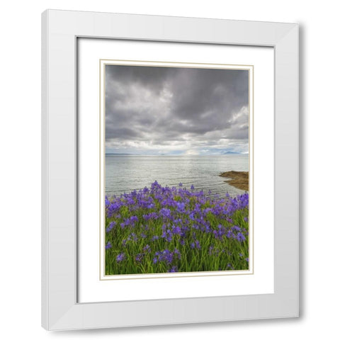 Washington Camas blooms on Sucia Island White Modern Wood Framed Art Print with Double Matting by Paulson, Don