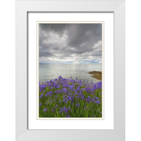 Washington Camas blooms on Sucia Island White Modern Wood Framed Art Print with Double Matting by Paulson, Don