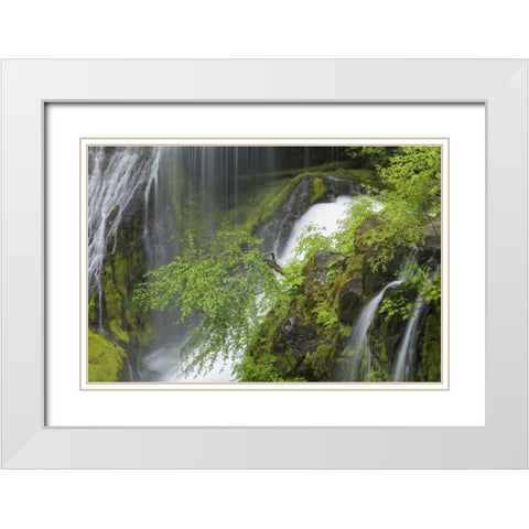 Washington Spring Panther Creek Waterfall White Modern Wood Framed Art Print with Double Matting by Paulson, Don