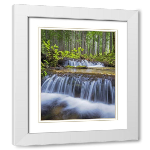 WA, Gifford Pinchot NF Waterfall and forest White Modern Wood Framed Art Print with Double Matting by Paulson, Don