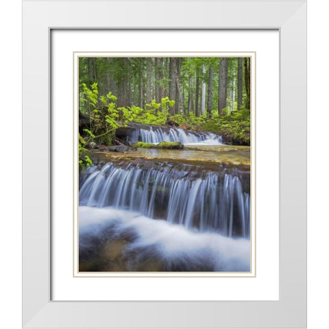 WA, Gifford Pinchot NF Waterfall and forest White Modern Wood Framed Art Print with Double Matting by Paulson, Don