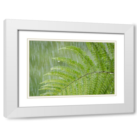 USA, Washington State, Seabeck Fern in rainfall White Modern Wood Framed Art Print with Double Matting by Paulson, Don