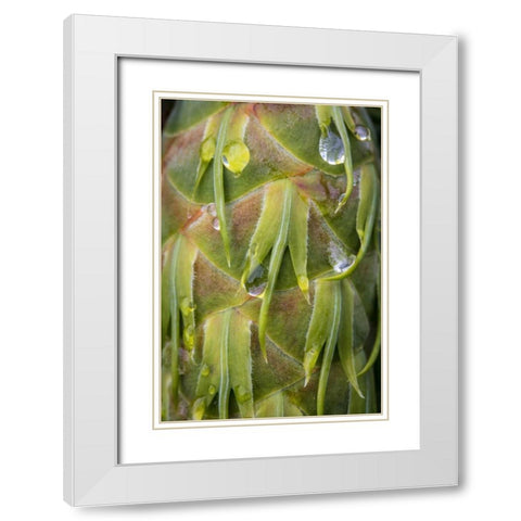 Washington, Seabeck Dew on Douglas fir cone White Modern Wood Framed Art Print with Double Matting by Paulson, Don