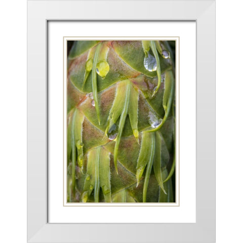 Washington, Seabeck Dew on Douglas fir cone White Modern Wood Framed Art Print with Double Matting by Paulson, Don