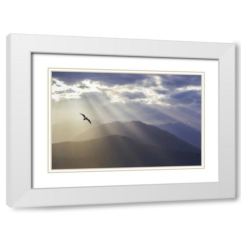 WA, Seabeck Gull and God rays over the Olympics White Modern Wood Framed Art Print with Double Matting by Paulson, Don