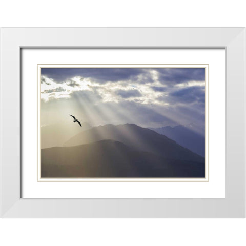 WA, Seabeck Gull and God rays over the Olympics White Modern Wood Framed Art Print with Double Matting by Paulson, Don