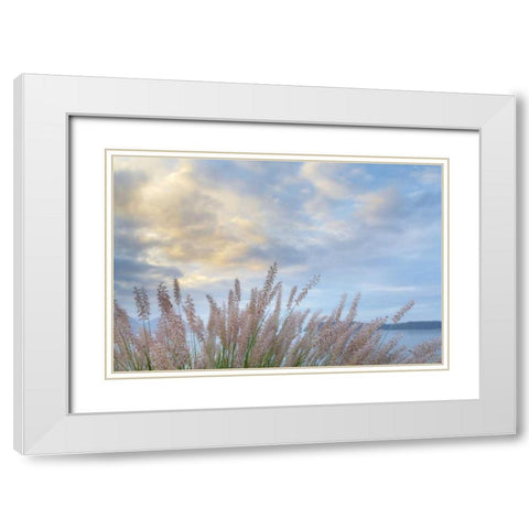 Washington, Seabeck Pennisetum ornamental grass White Modern Wood Framed Art Print with Double Matting by Paulson, Don