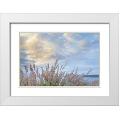 Washington, Seabeck Pennisetum ornamental grass White Modern Wood Framed Art Print with Double Matting by Paulson, Don