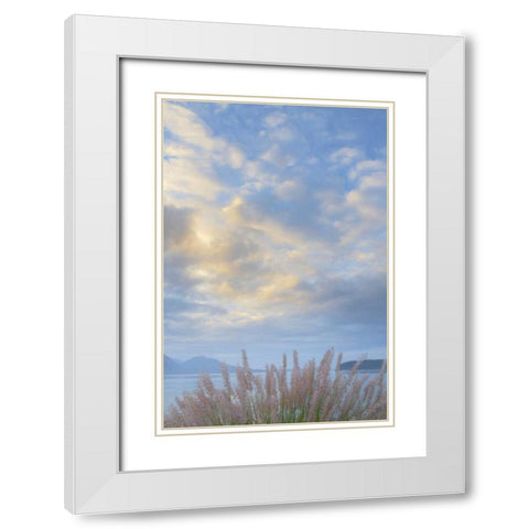 Washington, Seabeck Pennisetum ornamental grass White Modern Wood Framed Art Print with Double Matting by Paulson, Don