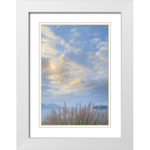 Washington, Seabeck Pennisetum ornamental grass White Modern Wood Framed Art Print with Double Matting by Paulson, Don