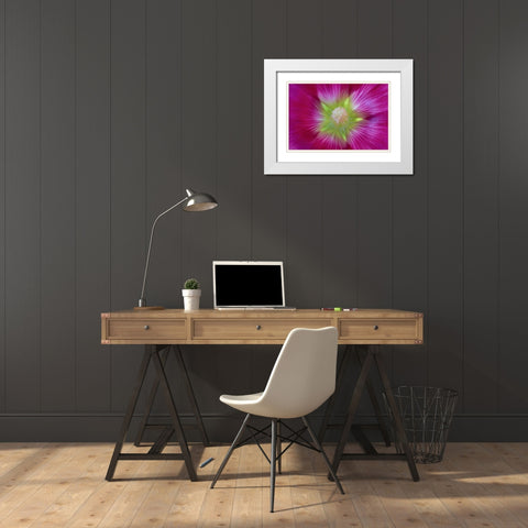 Washington State, Seabeck Hollyhock blossom White Modern Wood Framed Art Print with Double Matting by Paulson, Don