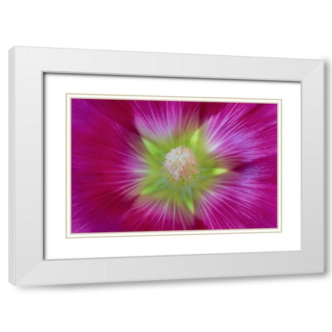 Washington State, Seabeck Hollyhock blossom White Modern Wood Framed Art Print with Double Matting by Paulson, Don