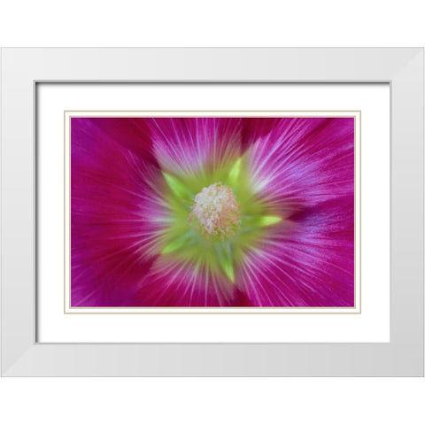Washington State, Seabeck Hollyhock blossom White Modern Wood Framed Art Print with Double Matting by Paulson, Don