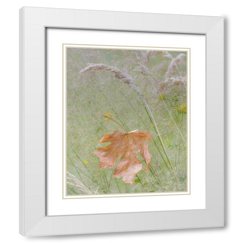 Washington, Seabeck Maple leaf in meadow grasses White Modern Wood Framed Art Print with Double Matting by Paulson, Don