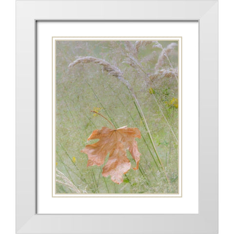 Washington, Seabeck Maple leaf in meadow grasses White Modern Wood Framed Art Print with Double Matting by Paulson, Don