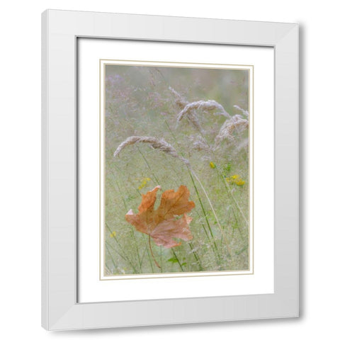 Washington, Seabeck Maple leaf in meadow grasses White Modern Wood Framed Art Print with Double Matting by Paulson, Don