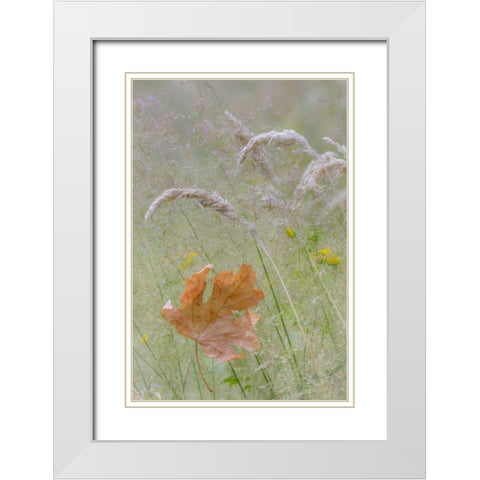 Washington, Seabeck Maple leaf in meadow grasses White Modern Wood Framed Art Print with Double Matting by Paulson, Don
