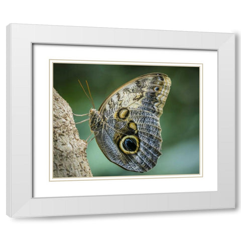 Washington State, Seattle Owl butterfly White Modern Wood Framed Art Print with Double Matting by Paulson, Don