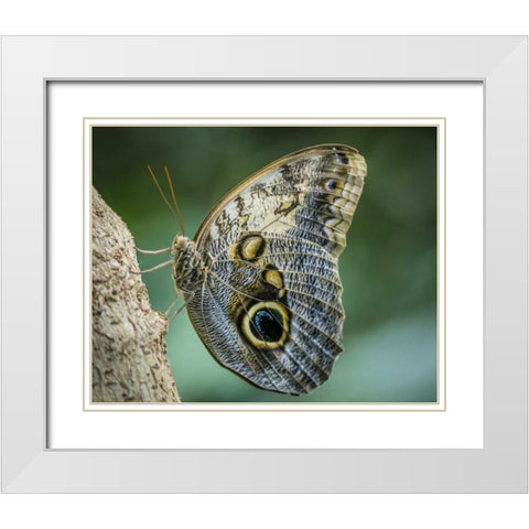 Washington State, Seattle Owl butterfly White Modern Wood Framed Art Print with Double Matting by Paulson, Don
