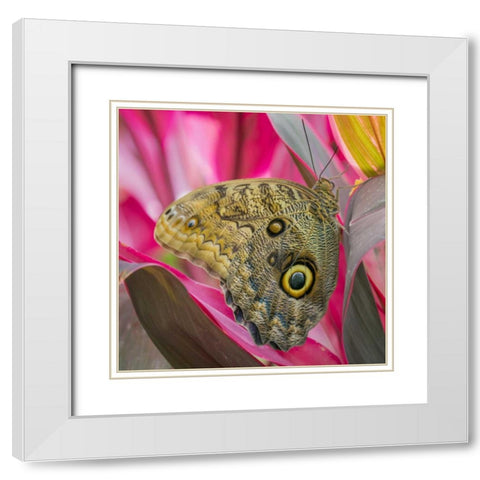 Washington State, Seattle Owl butterfly White Modern Wood Framed Art Print with Double Matting by Paulson, Don