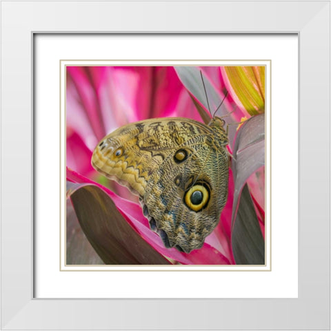 Washington State, Seattle Owl butterfly White Modern Wood Framed Art Print with Double Matting by Paulson, Don