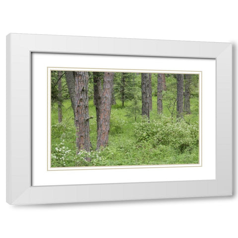 Washington, Palouse Hills, flowering ninebark White Modern Wood Framed Art Print with Double Matting by Paulson, Don