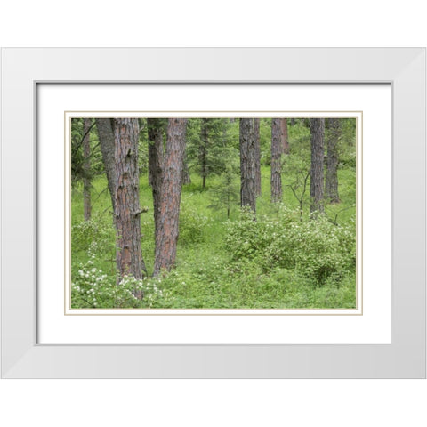Washington, Palouse Hills, flowering ninebark White Modern Wood Framed Art Print with Double Matting by Paulson, Don