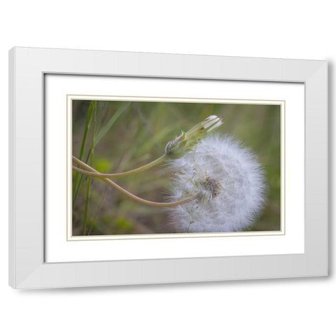Washington State, Wenatchee NF Salsify seed head White Modern Wood Framed Art Print with Double Matting by Paulson, Don