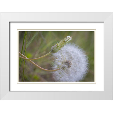 Washington State, Wenatchee NF Salsify seed head White Modern Wood Framed Art Print with Double Matting by Paulson, Don