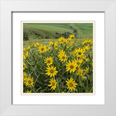 WA, Kamiak Butte Co Park Douglass sunflowers White Modern Wood Framed Art Print with Double Matting by Paulson, Don