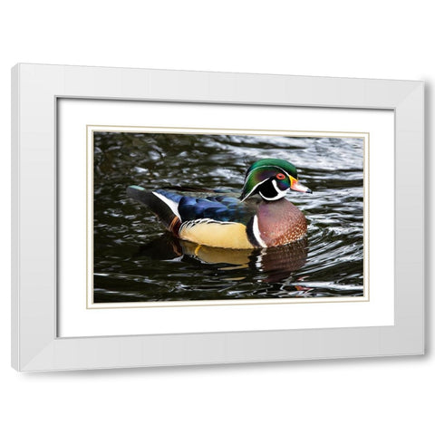 USA- Washington State- Sammamish. Yellow Lake with male drake wood duck White Modern Wood Framed Art Print with Double Matting by Gulin, Darrell