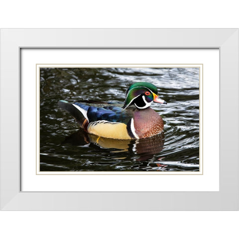 USA- Washington State- Sammamish. Yellow Lake with male drake wood duck White Modern Wood Framed Art Print with Double Matting by Gulin, Darrell