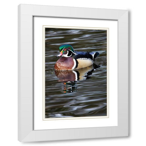 USA- Washington State- Sammamish. Yellow Lake with male drake wood duck White Modern Wood Framed Art Print with Double Matting by Gulin, Darrell